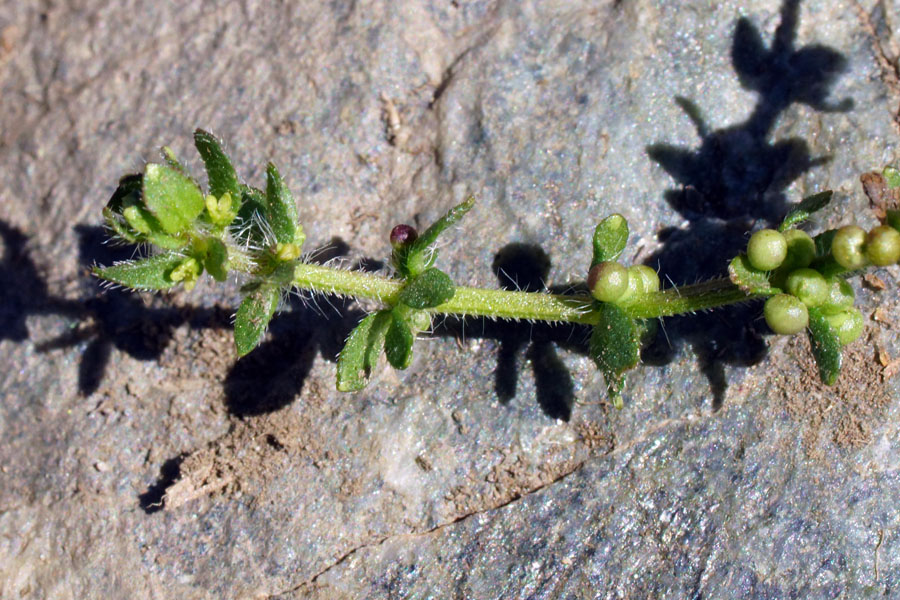 Cruciata pedemontana